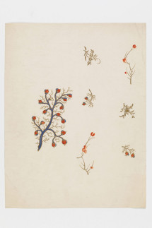 Entwurf: Pflanzenstudien